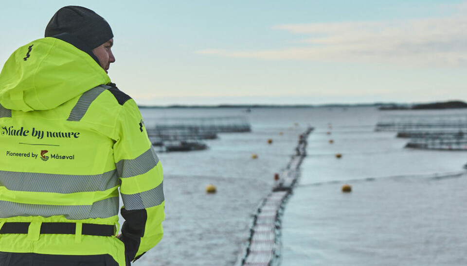 Foto fra en av Måsøval sine lokaliteter.