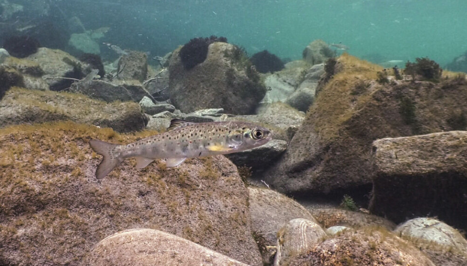 En ting som er avdekket gjennom SalmonTracking-programmet er at det i de fleste elvene går ut langt mindre smolt enn det teoretisk skal gjøre når gytebestandsmålet er oppnådd.
