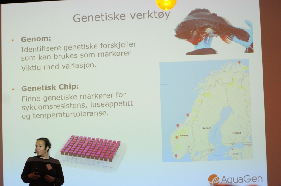 Kun en av tre rognkjeks spiser faktisk lus. Det håper Maren Mommens fra Aquagroup det skal gå an å forbedre gjennom avl. Kun en av tre rognkjeks spiser faktisk lus. Det håper Maren Mommens fra Aquagroup det skal gå an å forbedre gjennom avl.