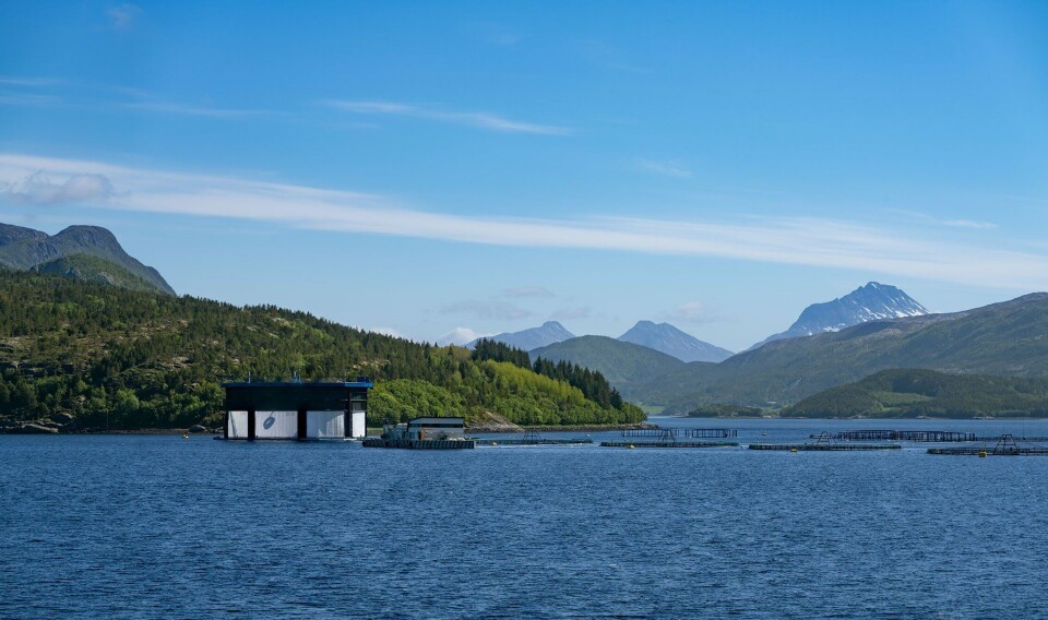 Aquatraz på lokalitet Kipholman i Nærøysund kommune. Foto: Steinar Johansen/MNH.