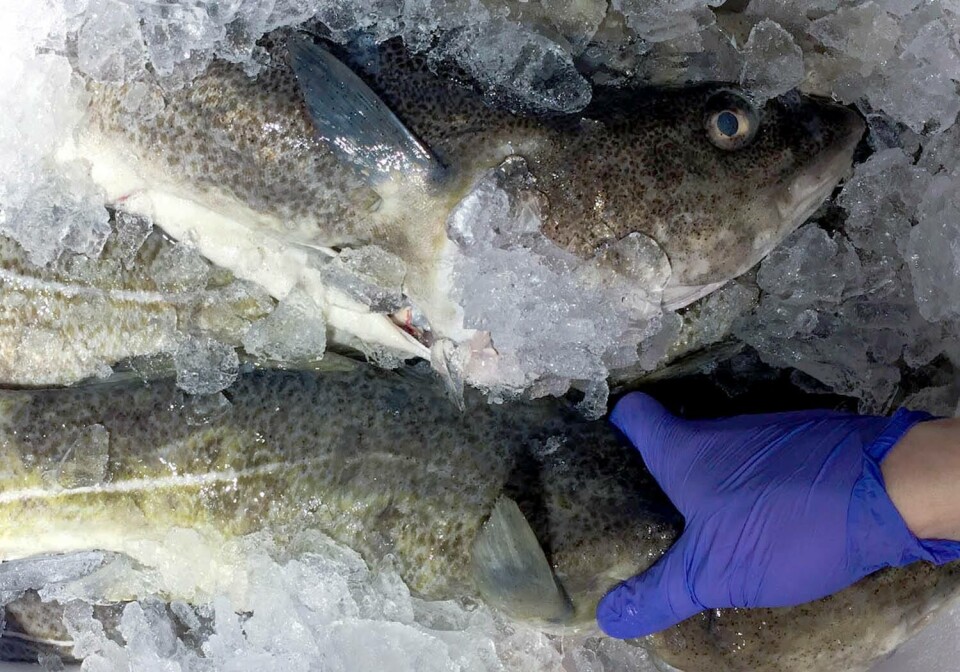 Norcod melder om svært god biologisk prestasjon i fjerdekvartal. Foto: Norcod