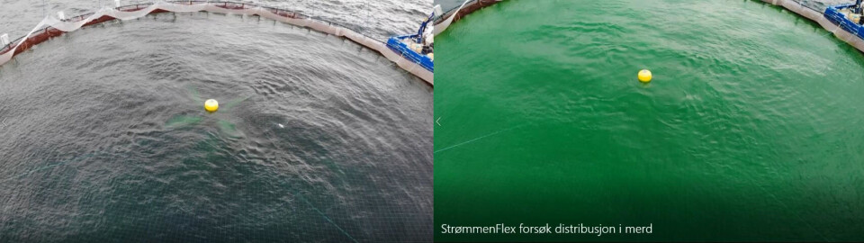 Strømmenflex forsøk distribusjon i merd.