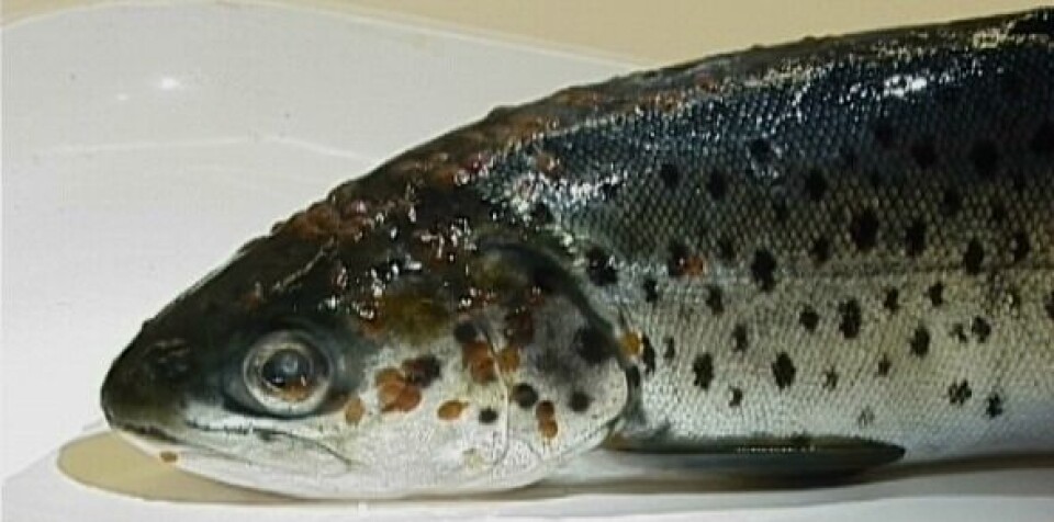 Laks med lus, lakselus, fisk
