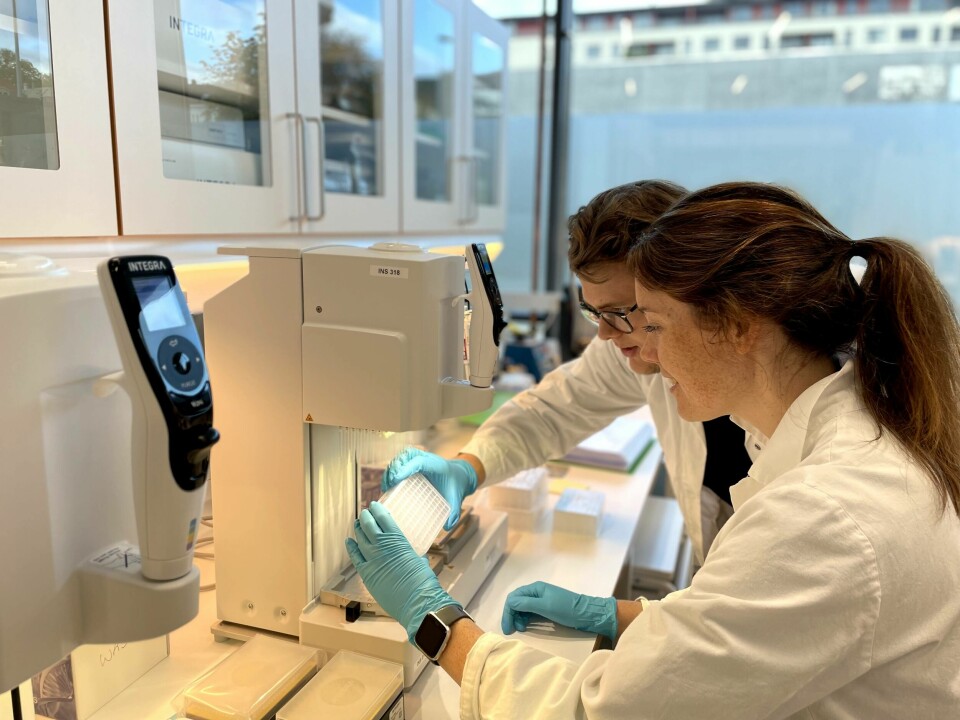Preben Sangolt og Sigrid Rørvik jobber med genotypering av DNA i laboratoriet hos Blue Analytics. Foto: Blue Analytics.