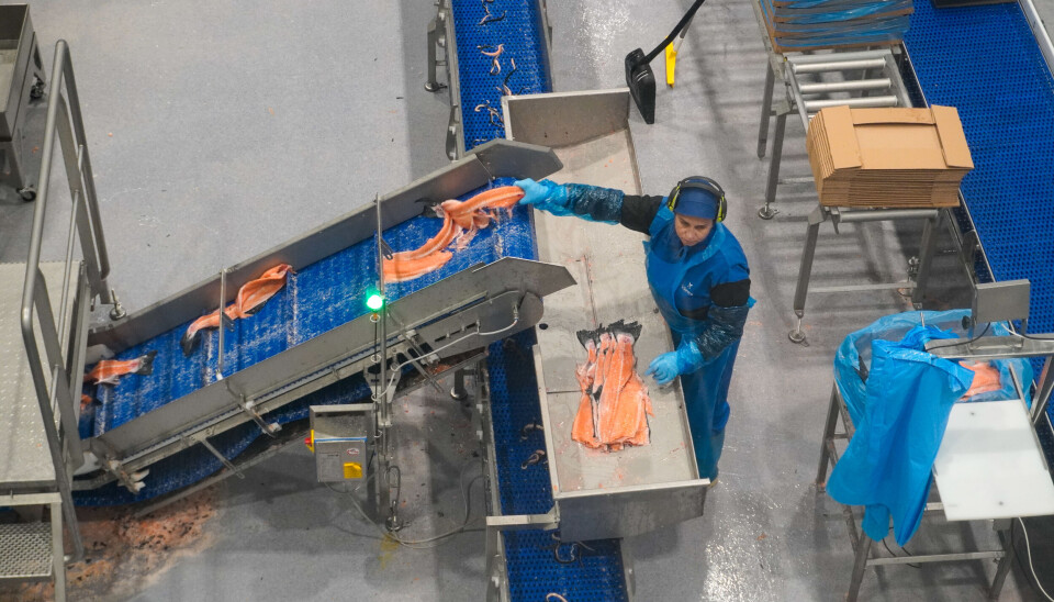 Det er 330 ansatte som jobber i Vikenco totalt. Mye av fisken de får inn, kommer enten fra SalMar eller fra andre oppdrettere og tradere.