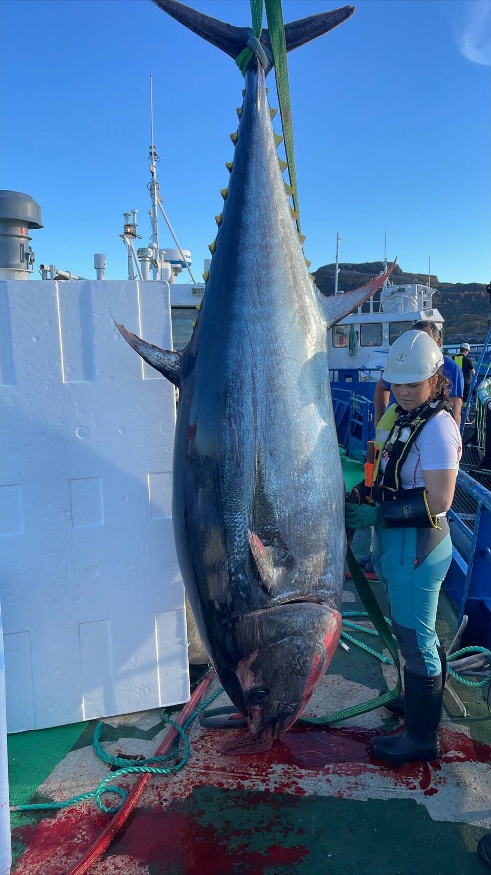 Denne makrellstørjen tok seg gjennom noten til Firda Sjøfarmer torsdag.