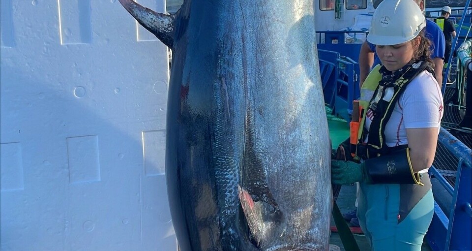 Denne makrellstørjen tok seg gjennom noten til Firda Sjøfarmer torsdag.