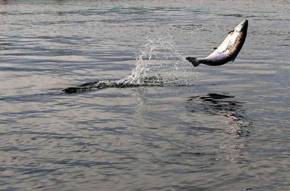Fiskeridirektoratet har benyttet DNA-sporing i rømmingsaker og offentligjort tre rapporter som er utarbeidet av Havforskningsinstituttet på oppdrag fra Fiskeridirektoratet. Illustrasjonsfoto: Fiskeridirektoratet.