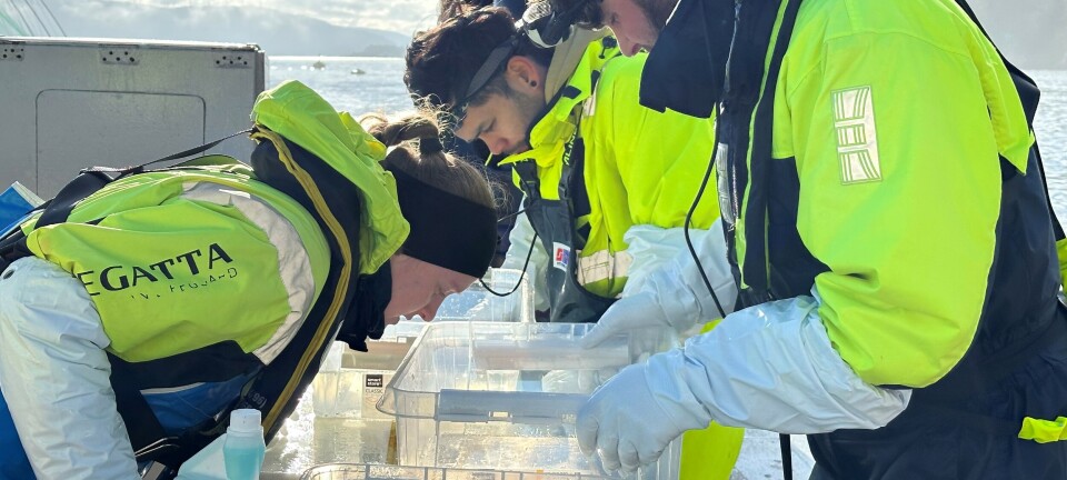 Så mange laks må telles for å oppnå stabilt gjennomsnitt
