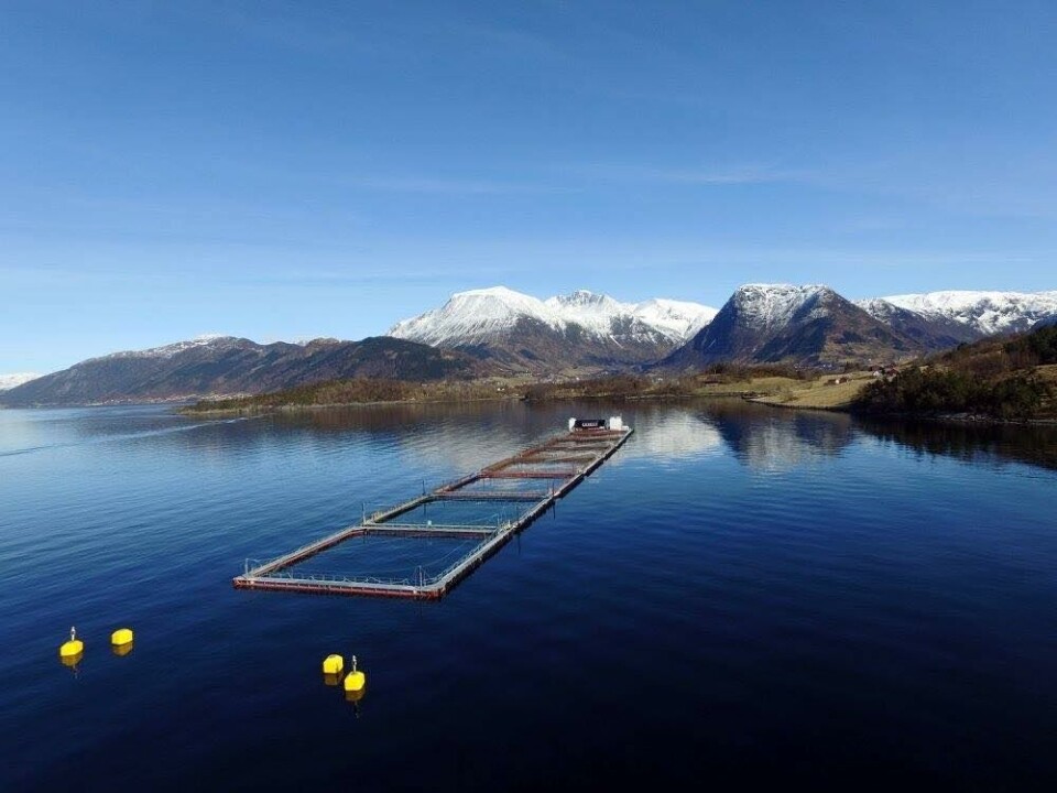 Eide Fjordbruk har måtte dele seg opp i arbeidslag for ikkje å risikere at dei får for mange i karantene samtidig. Foto: Eide Fjordbruk. Eide Fjordbruk har måtte dele seg opp i arbeidslag for ikkje å risikere at dei får for mange i karantene samtidig. Foto: Eide Fjordbruk.