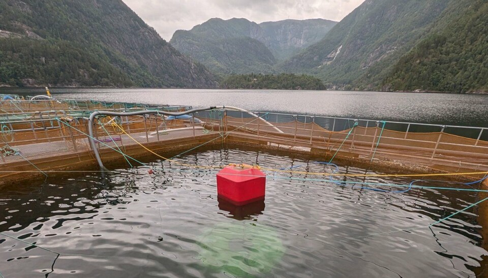 En merd som er senket til tre meters dyp. Det hvite som kan skimtes under overflaten er luftkuppelen der fisken kan fylle svømmeblæren. Den er 8-kantet og har et vindu i midten som slipper lys gjennom. Kuppelen er 2,5 meter fra kant til kant og har 10 cm lufthøyde.