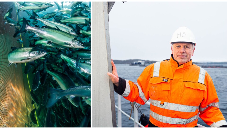 Havforsker Bjørn Einar Grøsvik etterlyser meir kunnskap om impregneringsstoffet som blir brukt i staden for kopar.