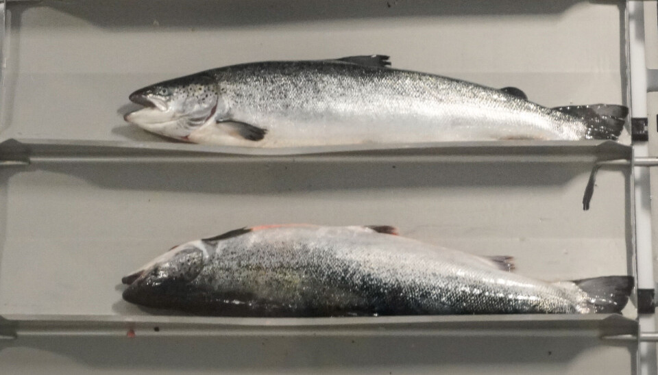 Mowi-laks på vei til å bli filetert på Jøsnøya.