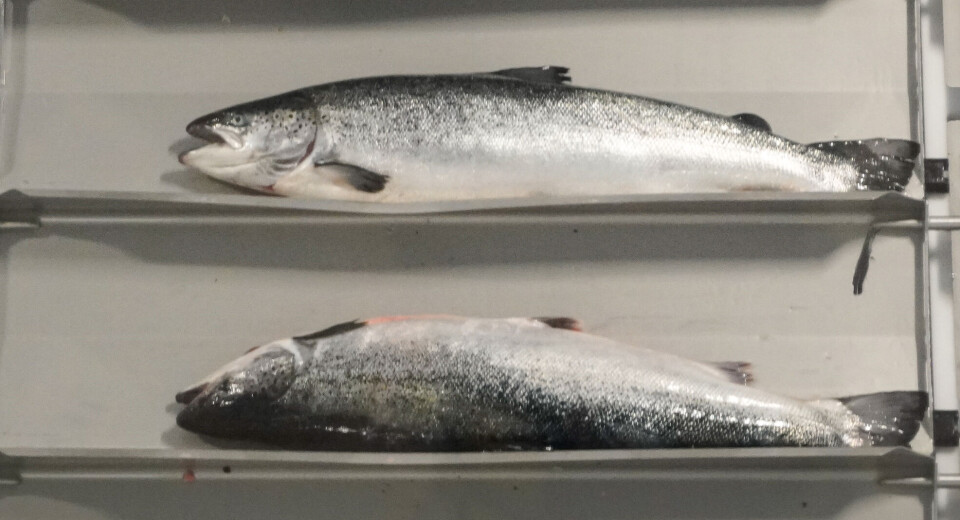 Laks på vei til å bli filetert på Mowi Jøsnøya.