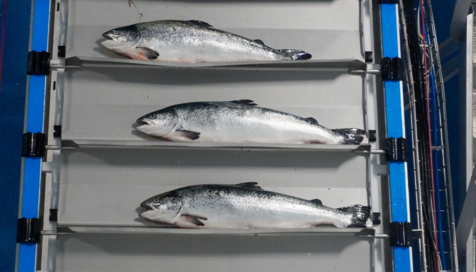 Norsk laks på vei ut i markedet.
