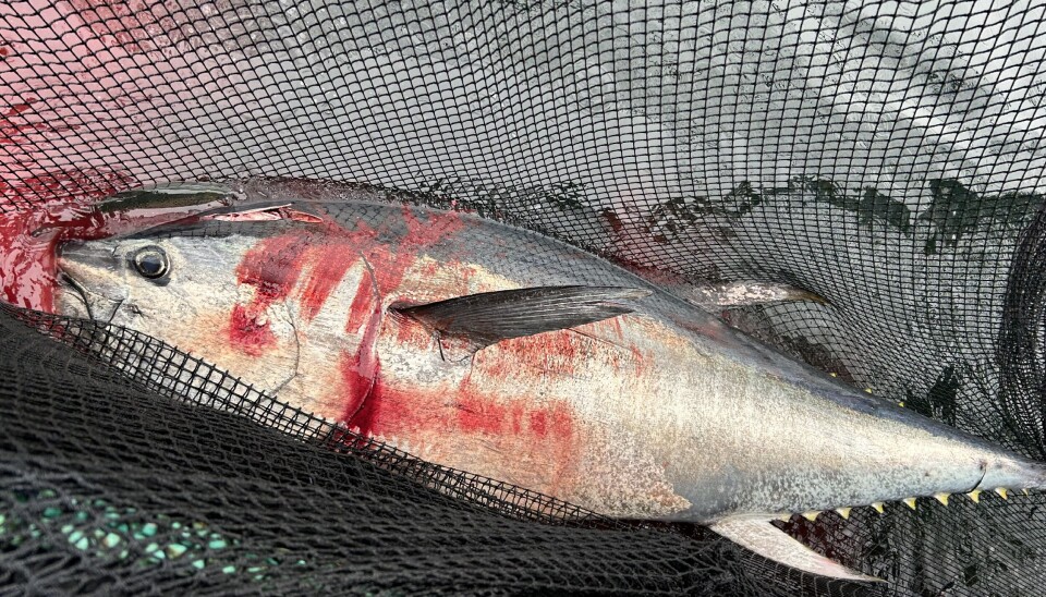 Her har makrellstørjen blitt hentet ut av merden og blitt avlivet.