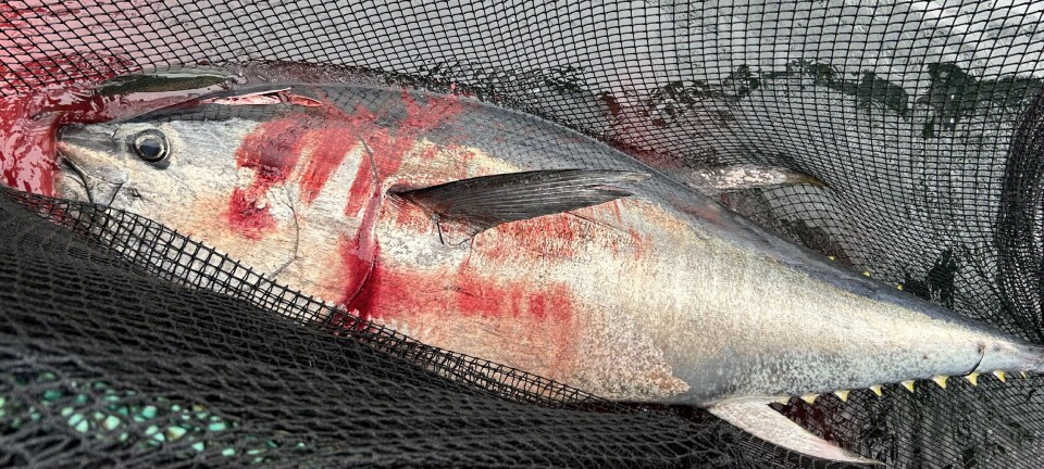 Mowi fikk 300 kilo gjennom merden