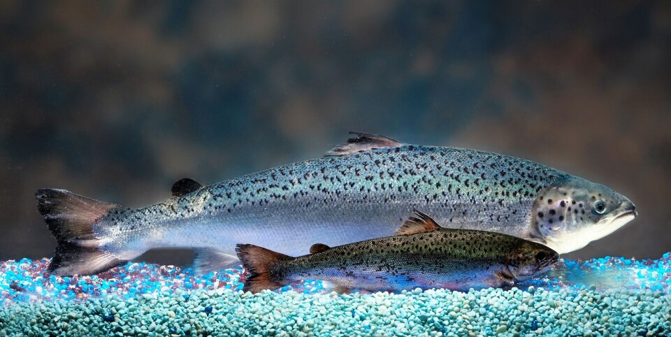 AquaBounty kan nå selge GOM-laks ikke bare til Canada, men også til USA. Derfor starter de også opp produksjon i USA.