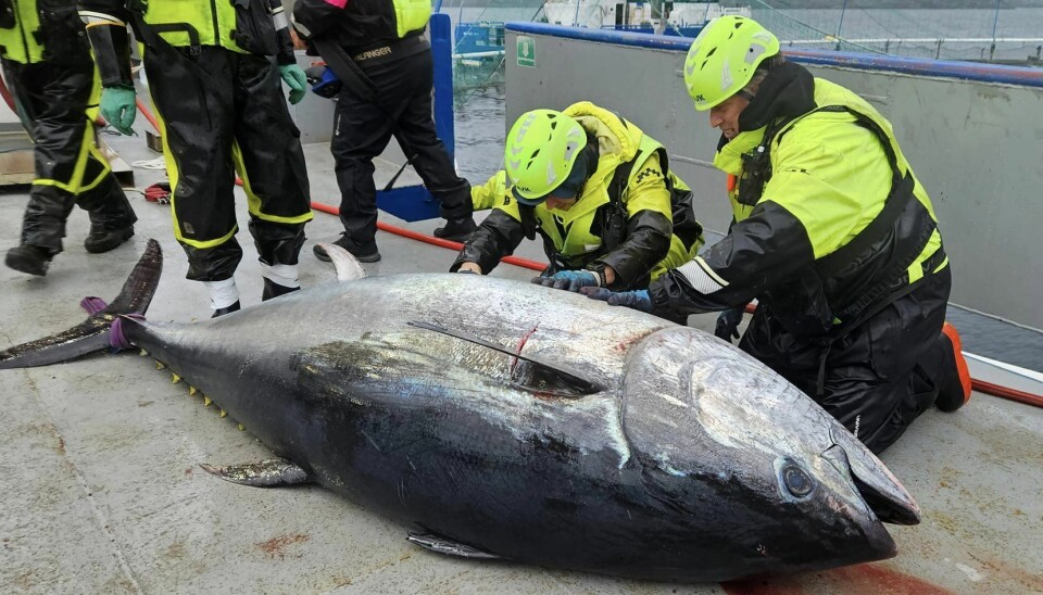 Makrellstørjen var 278 cm lang og veide 348 kg. Etter flere dager med dårlig vær, ble størjen avlivet av en jeger med fellingsløyve.