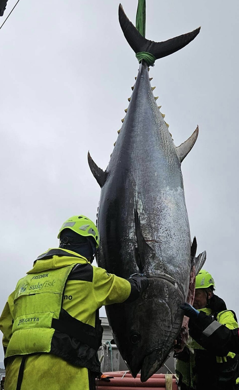 Her blir størjen tatt om bord i en båt og bløgget.