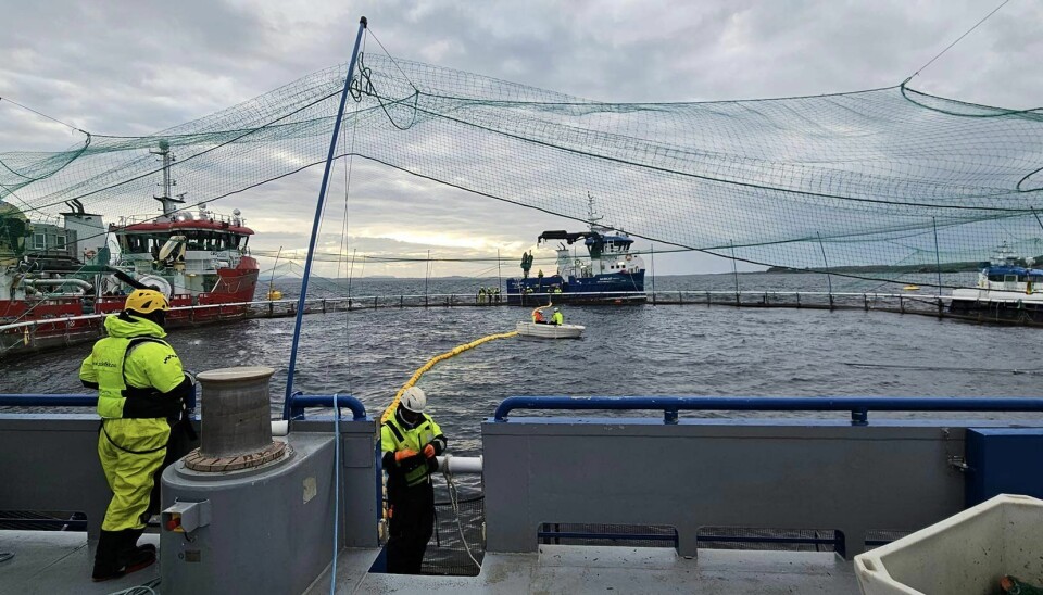 Foto fra «operasjon makrellstørje i not».