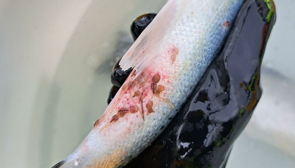 Laks med lakselus og sår.