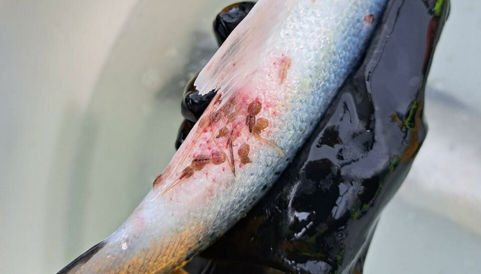 Den fôrbaserte behandlingen gis uten håndtering av fisken og skal ifølge selskapet redusere stress og dødelighet, samtidig som den skal gi høy effekt mot alle stadier av parasitten.