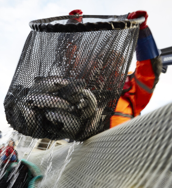 Teknologi kan både gavne og utfordre fiskens velferd. Nå skal finne ut hvordan teknologienes velferdsvennlighet bør dokumenteres.
