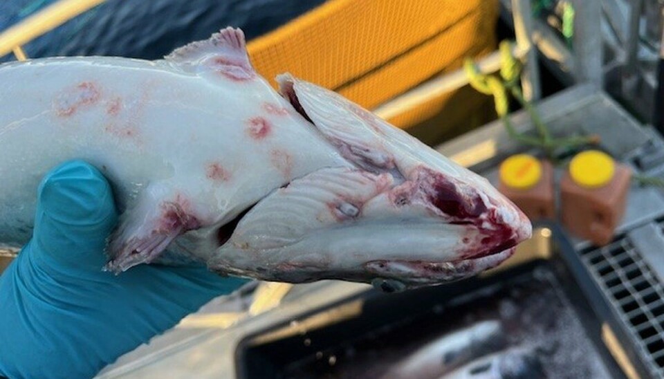 Dette er eit døme på ein skade observert éi veke etter perlesnormanet-åtaket på forskningsstasjonen vår i Austevoll i november 2023. Fisken hadde blødningar og tydelege sår, og øydelagde finnar. Fisken vart avliva av omsyn til dyrevelferd.