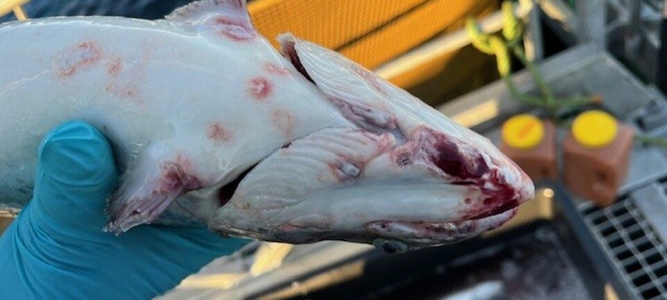 Slik var perlesnorsituasjonen forrige uke