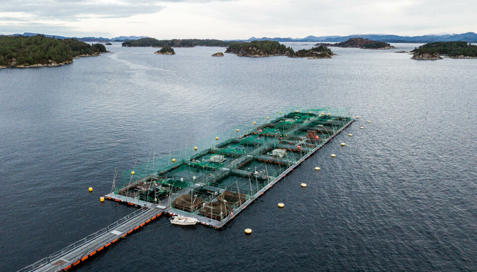 Sjøanlegget vårt på forskingsstasjonen i Austevoll vart råka av perlesnormanet-åtak vinteren 2023.