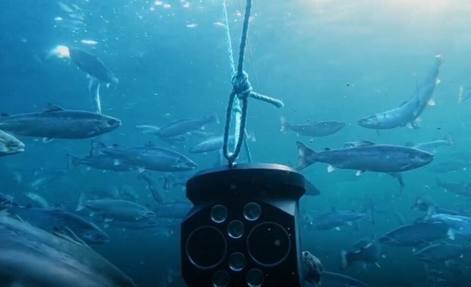 Nå søker Eide Fjordbruk om å kutte ut manuell lusetelling og erstatte det med automatisk maskin-telling. Foto: Aquabyte. Nå søker Eide Fjordbruk om å kutte ut manuell lusetelling og erstatte det med automatisk maskin-telling. Foto: Aquabyte.