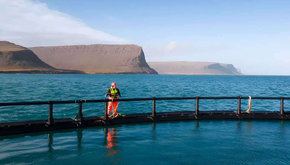 Arctic Fish er en av Islands største lakseoppdrettere.