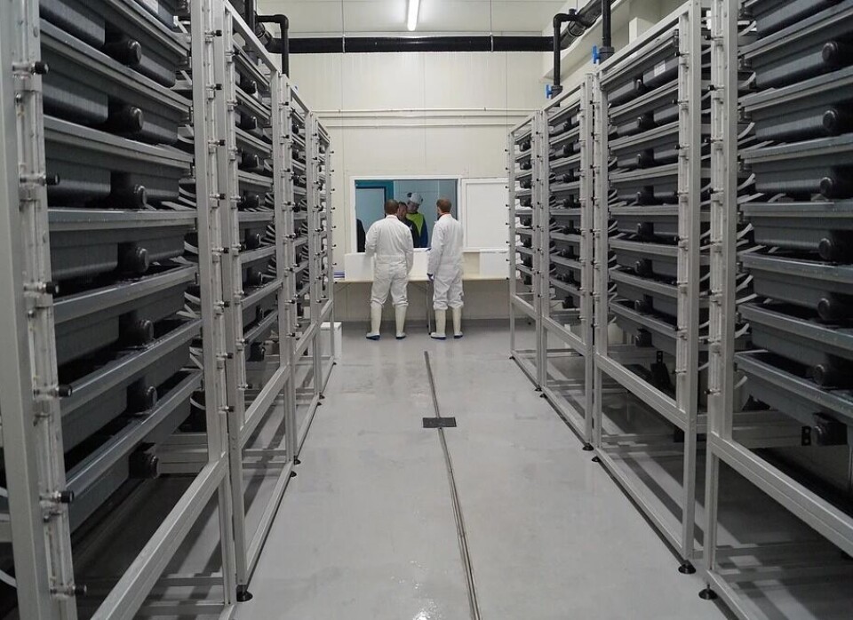 Det nye RAS-anlegget skal kunne produsere opptil seks millioner storsmolt i året. Foto: Salaks/Salangfisk. Det nye RAS-anlegget skal kunne produsere opptil seks millioner storsmolt i året. Foto: Salaks/Salangfisk.