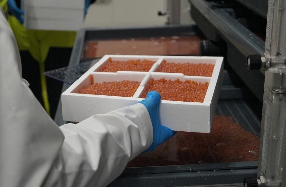 Salangfisk sitt nye RAS-anlegg skal produsere smolt på omlag 250 gram, men anlegget er bygget slik at selskapet har mulighet til å produsere storsmolt helt opp til ett kilo om de vil. Foto: Salaks/Salangfisk. Salangfisk sitt nye RAS-anlegg skal produsere smolt på omlag 250 gram, men anlegget er bygget slik at selskapet har mulighet til å produsere storsmolt helt opp til ett kilo om de vil. Foto: Salaks/Salangfisk.