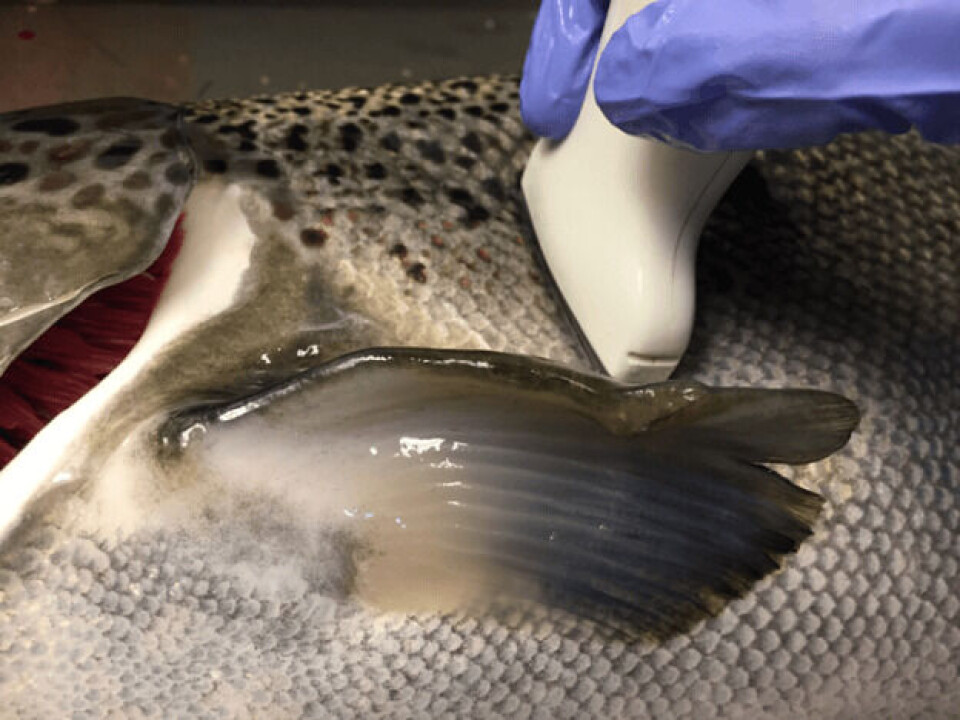 Ultralydundersøkelse av stamlaks. Foto: AquaGen