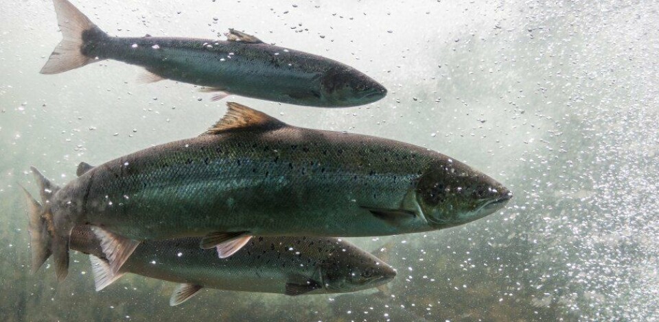 Bakke fant ut at om fisken ble utsatt for konstant lyseksponering i forkant eller etterkant av vaksinasjonen, hadde mindre å si for de immunologiske responsene på sikt enn man hadde trodd. Kanskje kan man dermed senke skuldrene litt når disse tiltakene faller sammen i tid. Illustrasjonsfoto: Shutterstock