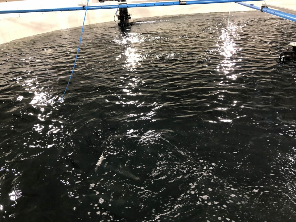 All smolt produsert av Salangfisk skal etter planen gå til Salaks i 2018 og 2019. Foto: Salangfisk.
