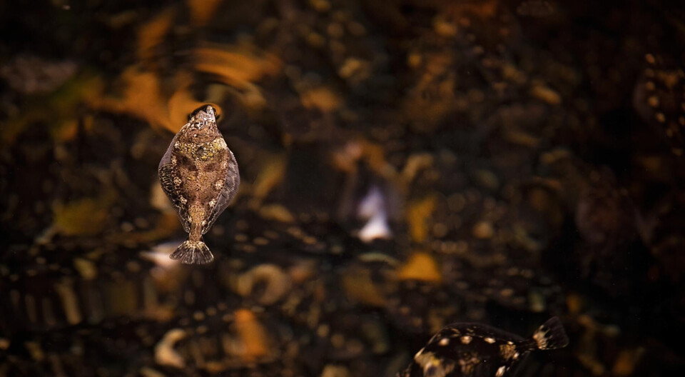 Nordic Halibuts driftsmodell er basert på tre årlige produksjonsbatcher – vår, sommer og høst