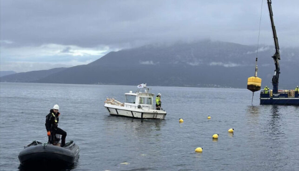 Installasjon av lakselusfeller hos Alsaker Fjordbruk.