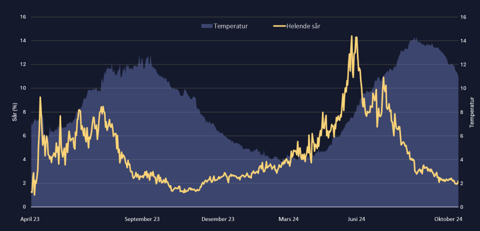 Ved synkende temperatur øker andelen helende sår gradvis, noe som tyder på at sår heles selv ved kaldere vanntemperaturerer.