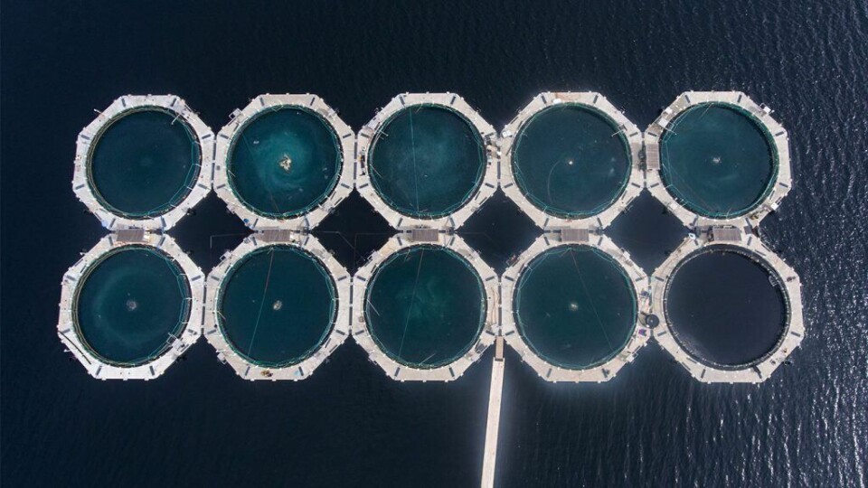 Aquafuture AS ble tidligere i november kåret som gasellevinner i Nord. Selskapet produserer miljølaks i lukkede merder. Illustrasjonsfoto: Aquafuture