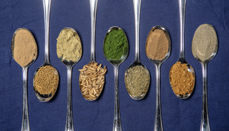 Nofima forsker på et bredt spekter av ingredienser i fiskefôr. Algeproduktet i artikkelen er ikke med på bildet.