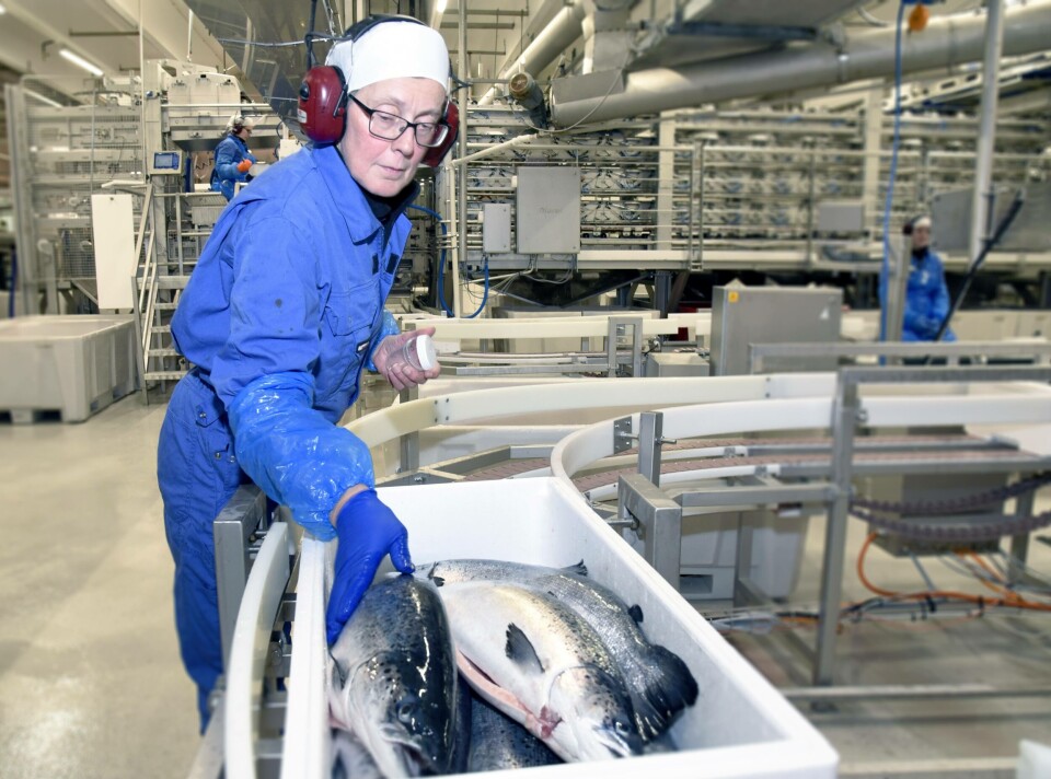 Tordis Fjær Solbakk jobber som assisterende kvalitetsleder ved Sinkaberg-Hansens fabrikk på Marøy. Foto: SinkabergHansen.
