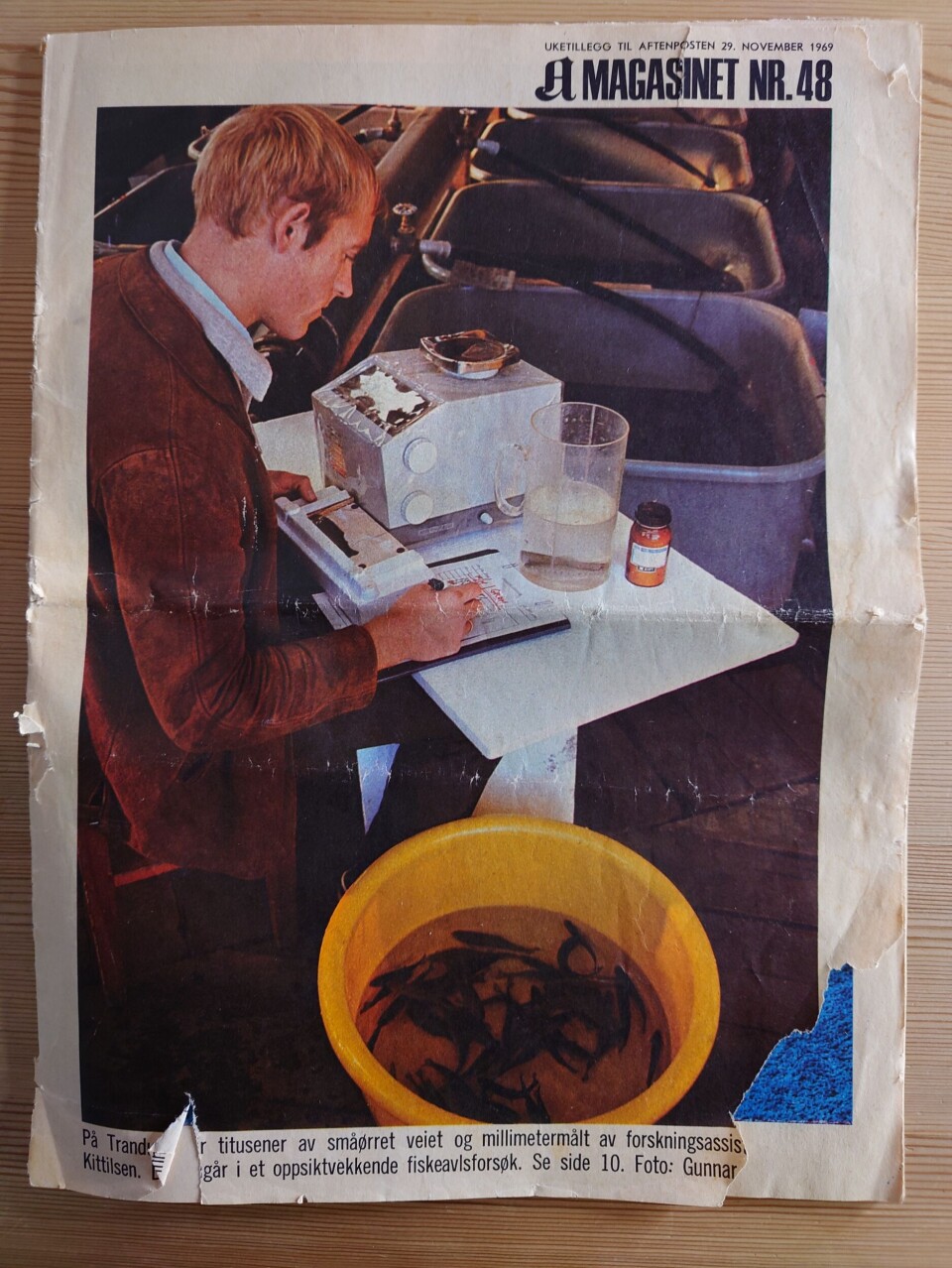 Arne Kittelsen prydet forsiden på Aftenpostens A.Magasin den 29. november 1969. Her fra avlsforsøk ved stasjonen på Trandum.