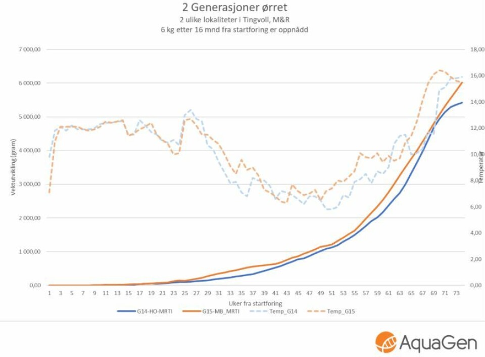 Figur av 2 generasjoner ørret som har nådd 6 kg etter 16 måneder etter startfôring. Foto: AquaGen.