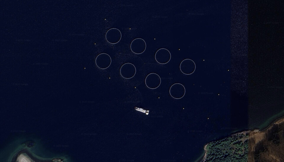 Norcod må slakte ut torsk på lokaliteten «Labukta».