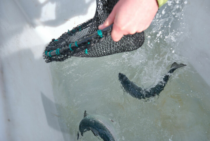 Her døde over en tredjedel av oppdrettslaksen