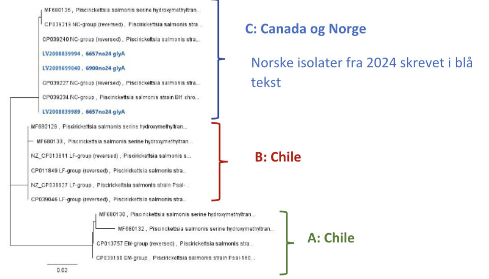 Fig 1. Flere gener av P. salmonis ble sekvensert fra hvert isolat, her fremstilt i fylogenetisk tre
sekvensert for glyA. Isolatene er gruppert i Genogruppe A, B og C.