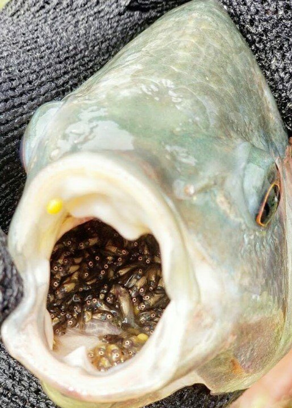 nnsamling av yngel og egg fra stamfisk (tilapia er munnrugere). Foto: Benchmark